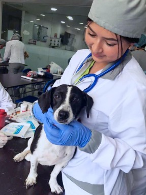 porque estudiar veterinaria ciandco