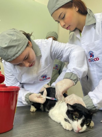 porque estudiar veterinaria ciandco