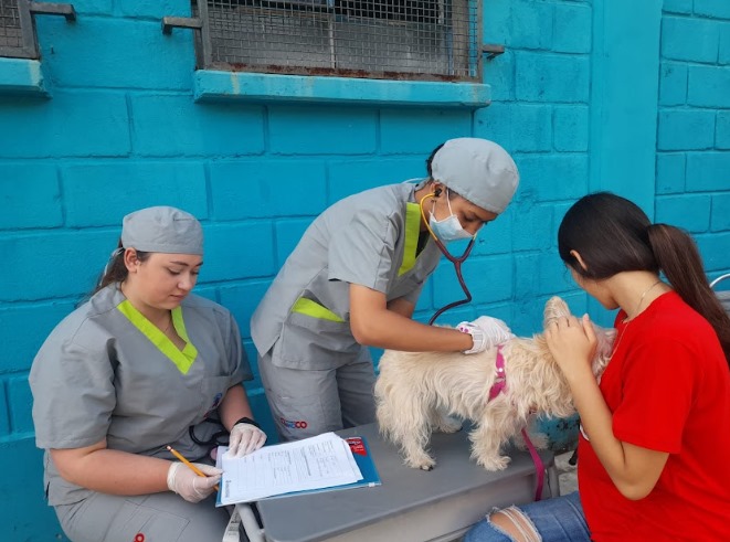 porque estudiar veterinaria ciandco